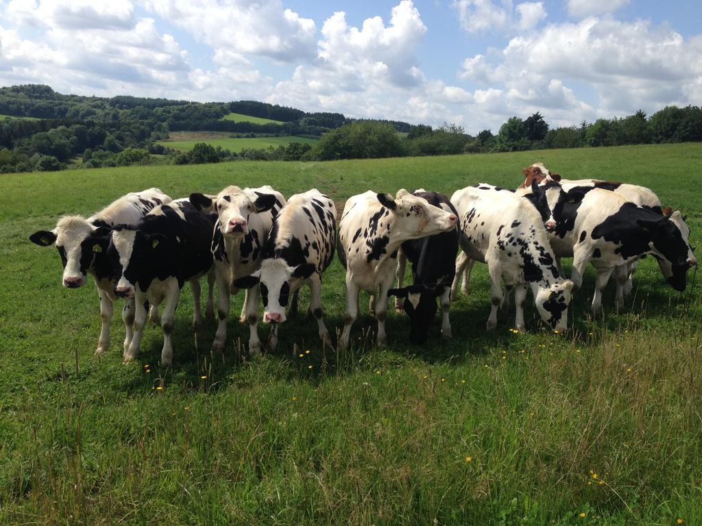 Forsthaus In Katzwinkel * Katzwinkel (Vulkaneifel)